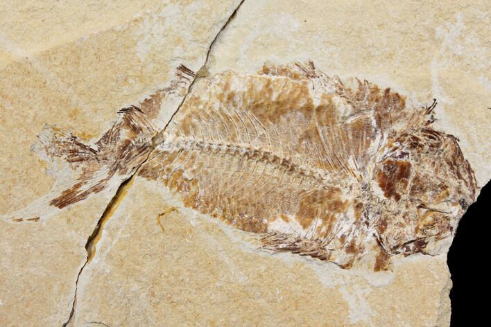 Bargain, Cretaceous Fish (Nematonotus) Fossil - Lebanon #147237